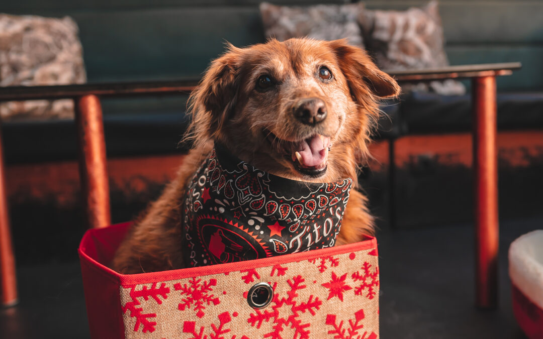 Naše dlakave šapice su napokon dobile svoj Advent!